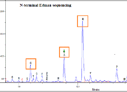 Giải trình tự peptide đầu N và đầu C